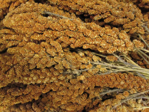 Trosgierst frans rood 1000 gr